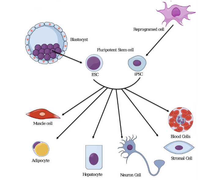 PSCs Can Function Like Embryonic Stem Cells